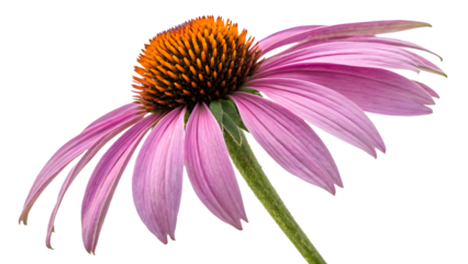 Eastern Purple Coneflower PNG with vibrant petals and spiky cone center, high-resolution transparent floral image for design, nature, and decoration projects.
