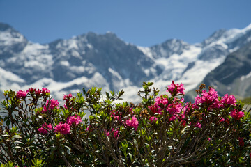 Obraz premium Alpine rose flower in bloom. Snow-capped peaks in the Swiss Alps, Val d'Anniviers, Canton Valais, summer.