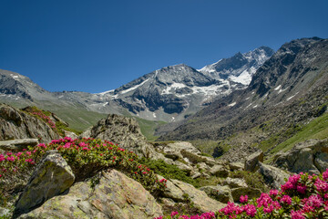 Fototapeta premium Alpine rose flower in bloom. Snow-capped peaks in the Swiss Alps, Val d'Anniviers, Canton Valais, summer.