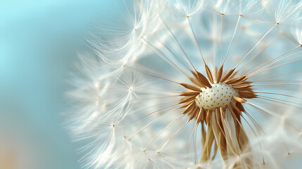 Fototapeta premium Close-up of a Dandelion Seed Head with Delicate White Seeds