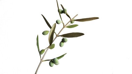 Olive tree (Olea europaea), a  sacred Mediterranean symbol of health and longevity, bears ripening fruits on its branches during summer, embodying nature's resilience. Isolated white background