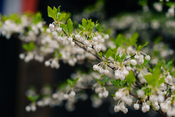 Japanese enkianthus flowers. Ericaceae deciduous shrub