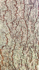 Bark of the Paulownia tomentosa tree on the north side of the trunk exhibits a rough, furrowed texture, often colonized by lichens, creating a striking mosaic of grays, greens, and whites. Background
