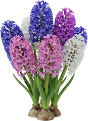 Fototapeta premium Cute colorful spring flowers asset transparent background