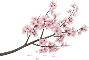 Cute colorful spring flowers asset transparent background