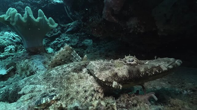 Side close-up of a crocodilefish -Papilloculiceps longiceps- resting motionless on sandy seabed, showing cryptic pattern and camouflaged profile. Check my portfolio for more crocodilefish footage.