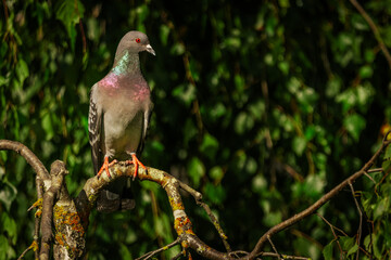pigeon perched on a branch, displaying iridescent feathers in shades of green and pink, with a blurred natural background.