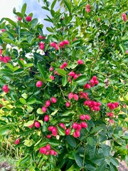 Beautiful Bengals Currants 