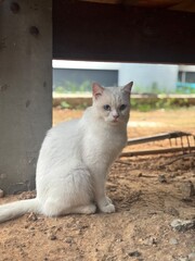 cat
