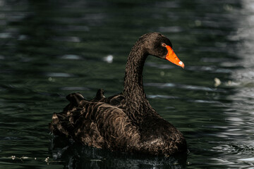 black swan with an orange beak gliding gracefully on rippling blue-green water.