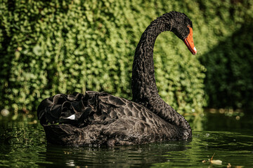 Fototapeta premium Elegant black swan with a bright red beak gliding gracefully across the water, its detailed feathers reflecting sunlight against a green backdrop.