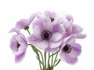 Obraz premium Bouquet of Delicate Purple Anemones, Capturing the Essence of Floral Beauty.