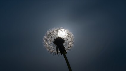Obraz premium Dandelion Seed Head Silhouette Against the Sunlight, Dark and Minimalistic View.
