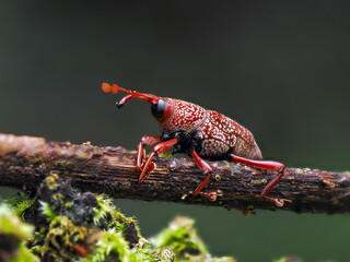 close up view of a weevil bug with out of focus green colored background