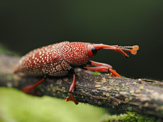 close up view of a weevil bug with out of focus green colored background