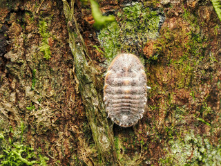 Giant scale insect on moss covered tree trunk