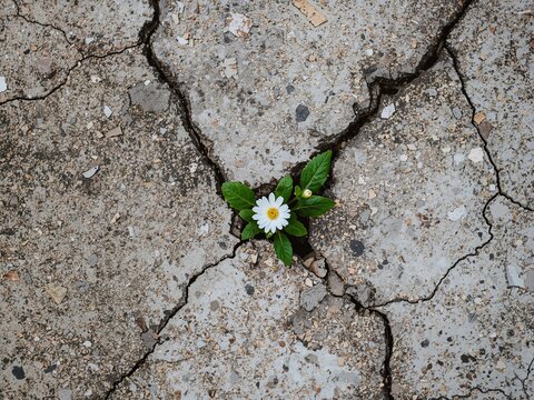 Flower Growing Through Cracked Concrete Symbol of Hope, Resilience, and New Life.
