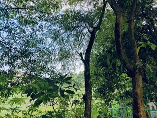 branches of various tropical trees and leaves against the blue sky.