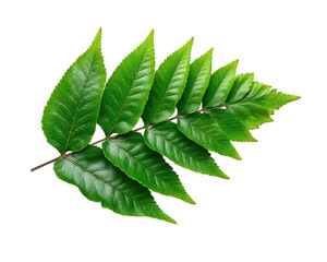 Green fern leaf isolated on transparency background, showing detailed texture, natural pattern, and vibrant color, perfect for botanical, nature, or eco themed designs