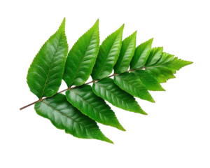 Green fern leaf isolated on transparency background, showing detailed texture, natural pattern, and vibrant color, perfect for botanical, nature, or eco themed designs