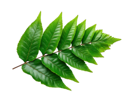 Green fern leaf isolated on transparency background, showing detailed texture, natural pattern, and vibrant color, perfect for botanical, nature, or eco themed designs