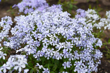 Obraz premium Phlox divaricata Emerald Blue in full spring bloom, with soft lavender blue flowers forming a gentle floral carpet. Native groundcover from Polemoniaceae.