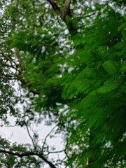 branches of various tropical trees and leaves against the blue sky.