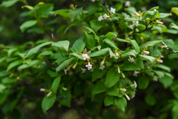 Delicate pinkish white flowers blooming on a leafy shrub in Primorsky Krai. A close-up view of a native woodland plant in spring with soft green foliage.