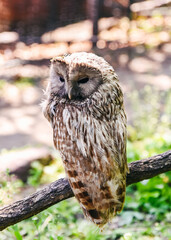 Ural owl perched on a branch in sunlight at Shkotovo, Primorsky Krai, Russian Far East. Calm bird with soft plumage and distinctive facial disc.