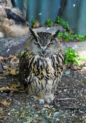 Eurasian eagle-owl standing on the ground with piercing yellow eyes in Shkotovo, Primorsky Krai, Russian Far East. Majestic bird of prey with ear tufts.