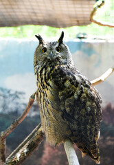 Adult Eurasian eagle-owl perched on a branch, staring straight with intense orange eyes. Captured in Shkotovo, Primorsky Krai, Russian Far East.