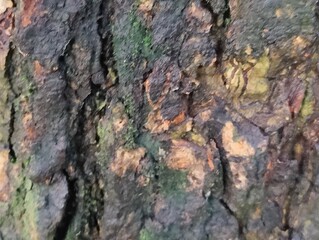 Detailed close-up of rustic wooden surface with intricate natural texture
