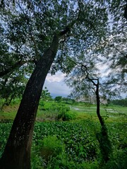 rural landscape with diverse tree types of bangladesh