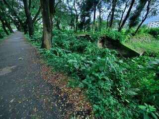 rural landscape with diverse tree types of bangladesh