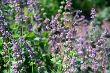 Tall spikes of giant catmint with delicate purple flowers sway in the breeze. A vibrant display of summer flora in a lush green garden.