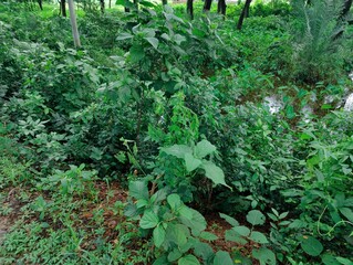 Fototapeta premium branches of various tropical trees and leaves against the blue sky.