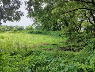 rural landscape with diverse tree types of bangladesh
