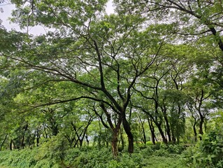 rural landscape with diverse tree types of bangladesh