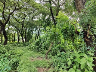 rural landscape with diverse tree types of bangladesh