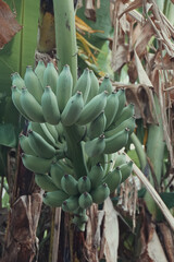 Obraz premium Beautiful banana bunch in the garden