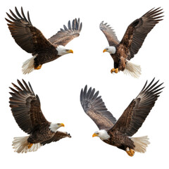 Four eagles flying in the air, one of which is eating a fish