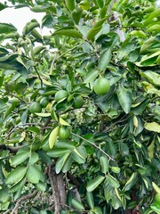 Beautiful Lemon Green in the natural 