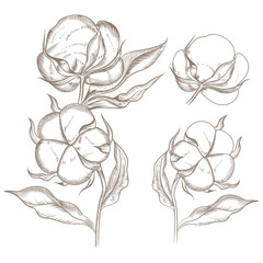 Hand drawn vector set of cotton flowers, line art isolated on white. Cotton branch. Cotton flower. Great for any designs, textile, art, walls, package