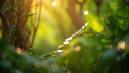 Sunlit Green Foliage Abstract Nature Background Plants Garden Summer
