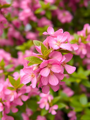 Weigela pink flowers. Spring flowers background.Weigela florida Suzanne. Soft focus, blurred background.