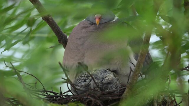 Br&uuml;tende Taube im Nest, mit K&uuml;ken, beim F&uuml;ttern, w&auml;rmen und putzen