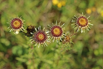 Gold-Distel (Carlina vulgaris)