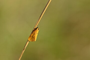 Trockenrasen-Flechtenb&auml;rchen (Setina irrorella)