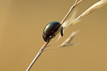 Regenbogen-Blattkäfer (Chrysolina cerealis) auf Grashalm mit Kot © Schmutzler-Schaub