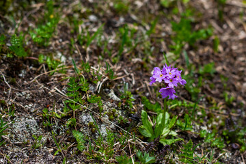 Alpine flowers